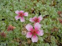 Soft pink flowers with silvery foliage as a backdrop.